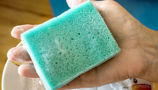 Какие бактерии живут на кухонной губке