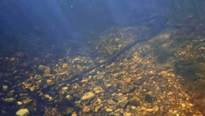 Из Волги в Горномарийском районе вытащили тело