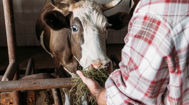 В Марий Эл надои молока на одну корову составили 7 173 кг
