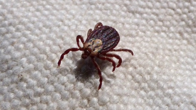 За неделю клещи покусали 17 жителей республики