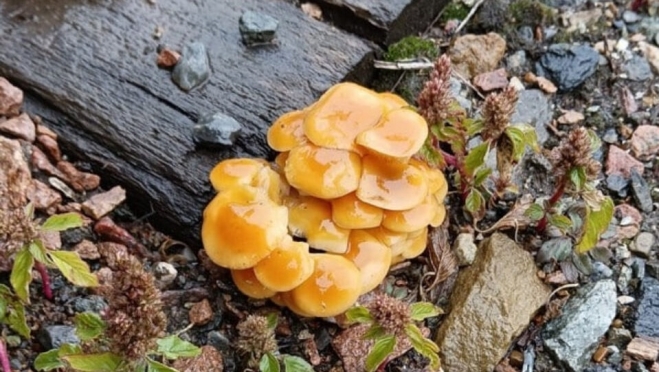 В лесах Кировской области собирают зимние опята