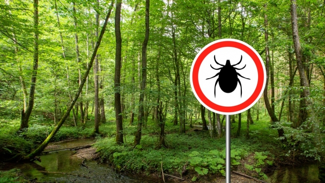 Учёный рассказал, на каком расстоянии клещи могут почувствовать свою жертву