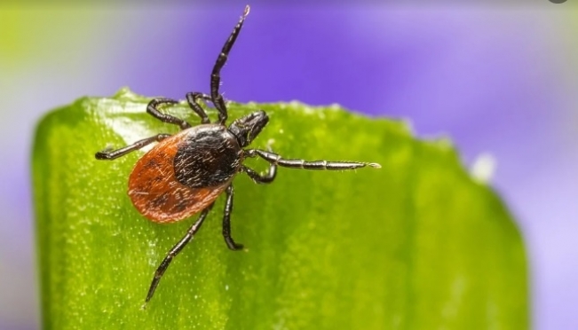 В Марий Эл от укусов клещей пострадало больше 700 человек