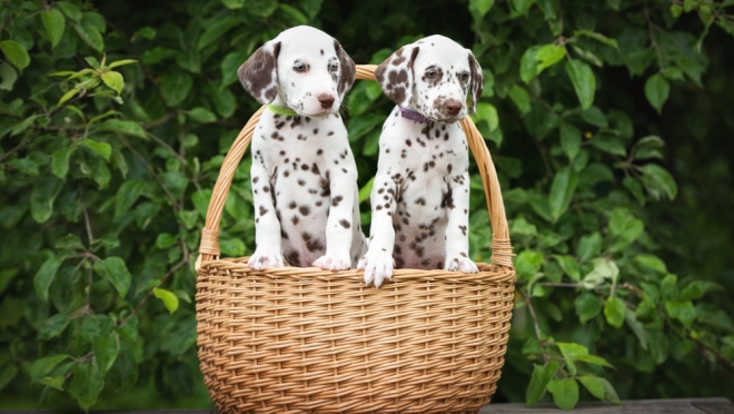 Составлен рейтинг собак с самой «гармоничной» внешностью