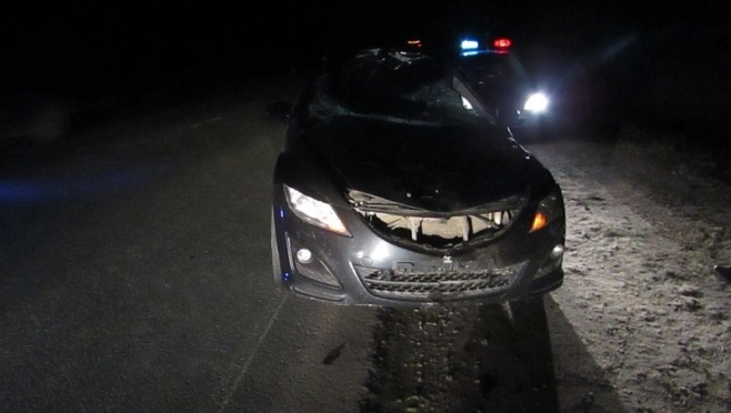 В Марий Эл иномарка столкнулась с лосем