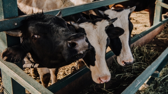 В Звениговском районе «бесследно» пропали 96 бурёнок