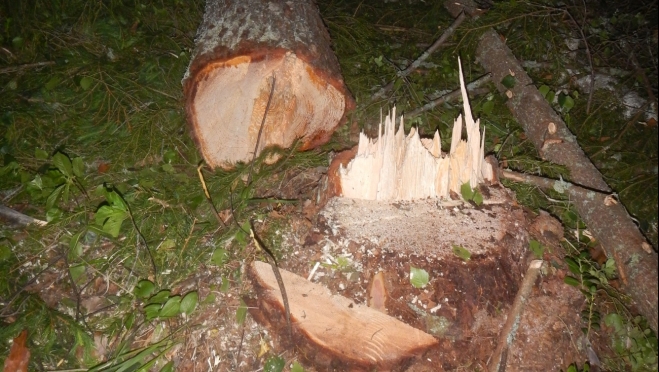 В Суслонгерском лесничестве погиб 35-летний лесоруб