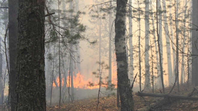В Килемарском районе горел лес