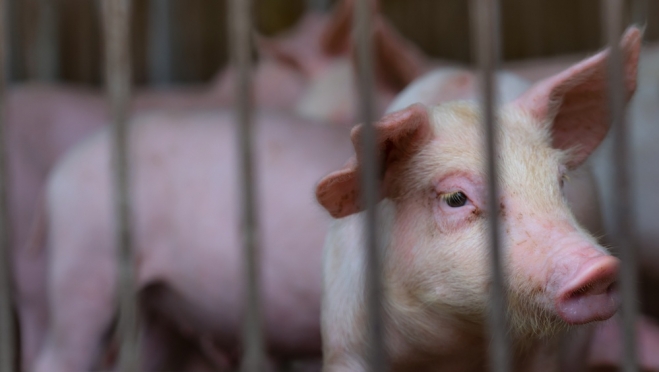 В трёх районах Марий Эл снят карантин по африканской чуме свиней