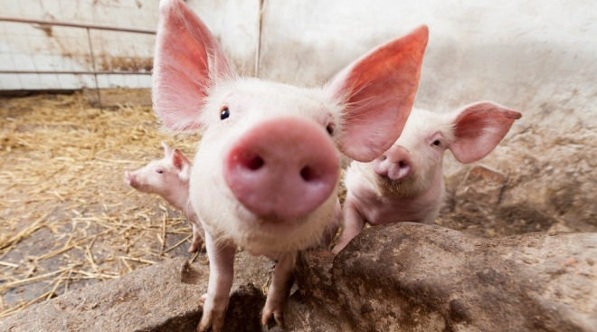 В Юринском районе ввели карантин по африканской чуме свиней