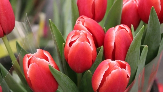 8 марта – программа праздничных мероприятий в Йошкар-Оле