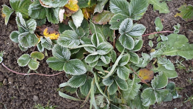 В Марий Эл ночью обещают заморозки до -1ºС