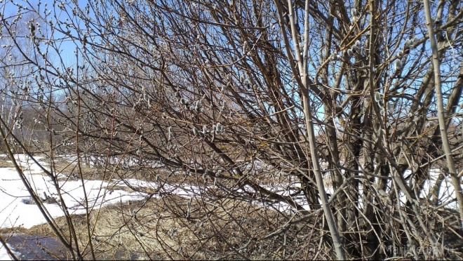 В Марий Эл прогнозируют тёплое лето и дефицит осадков