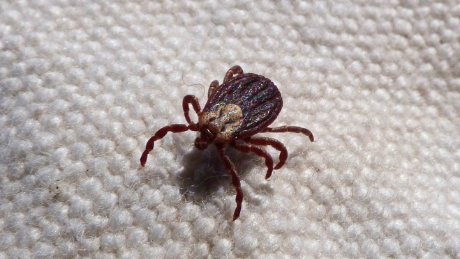 За неделю от клещей пострадали 47 жителей Марий Эл