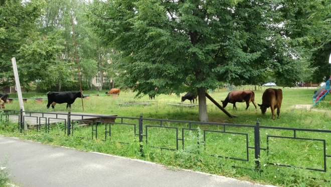 В посёлке Юрино появился «электронный пастух»