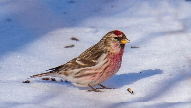 В Национальный парк «Марий Чодра» в Марий Эл вернулись чечётки