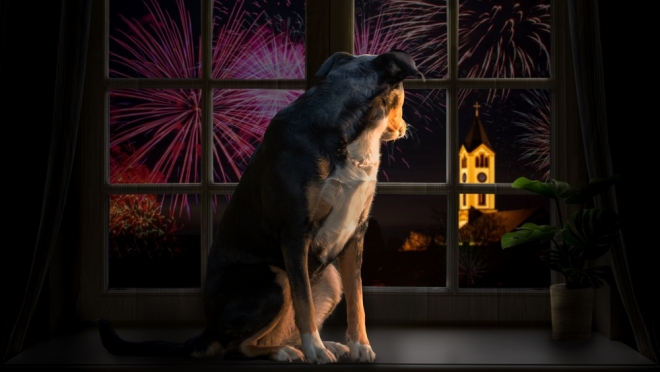Как защитить собаку во время новогодних раздражителей