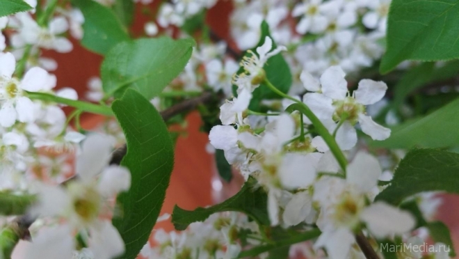 В Марий Эл пришли черёмуховые холода