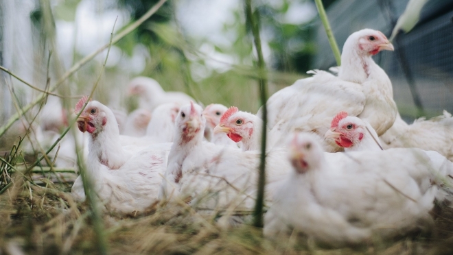 В Татарстане от птичьего гриппа погибло 5 тысяч птиц
