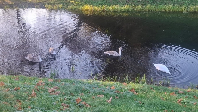 Жители Марий Эл беспокоятся о пернатых водоплавающих