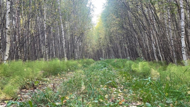 В эти выходные в леса Марий Эл въезд транспорта запрещён