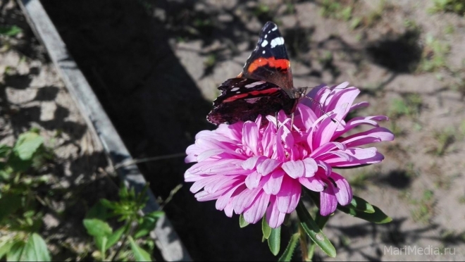 Синоптики Марий Эл обещают дальнейшее усиление жары