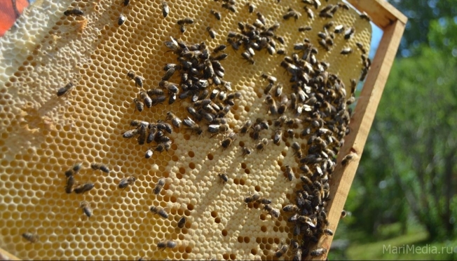 Утверждены новые требования по информированию пчеловодов