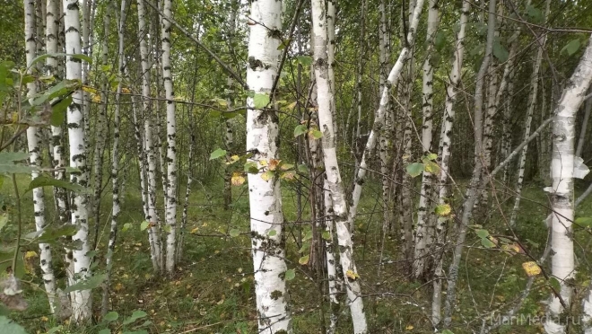 В Марий Эл сократился объём незаконных рубок лесных насаждений