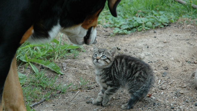 В России запустили «горячую линию» по защите животных