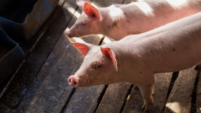 В Горномарийском районе Марий Эл из-за африканской чумы свиней введён режим ЧС