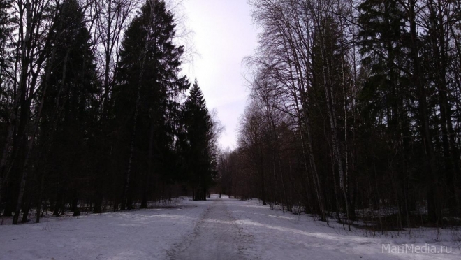 В Марий Эл вальщик леса получил тяжёлую травму