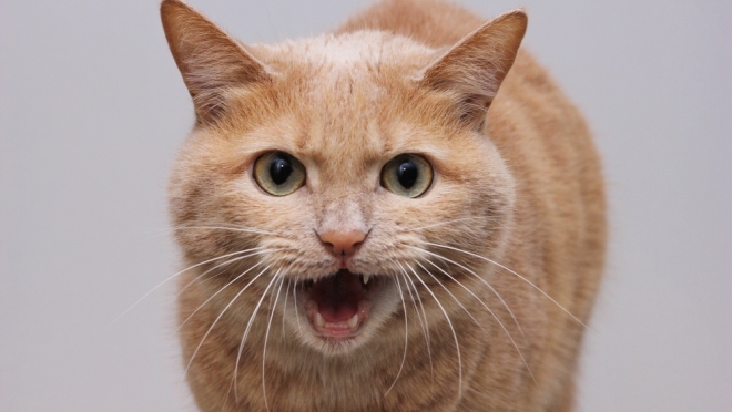 В Нижегородской области выявлено два новых случая бешенства животных