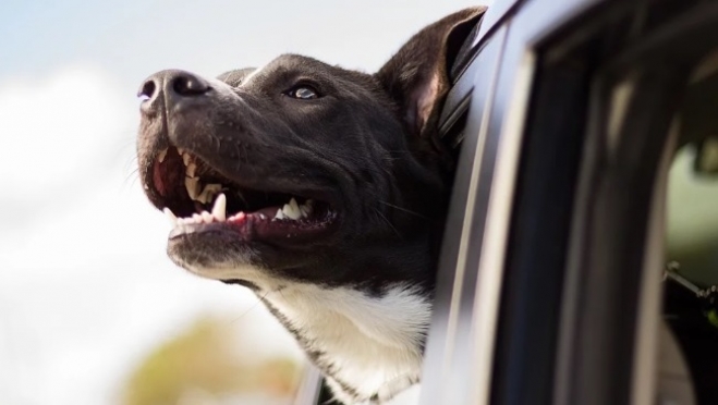 Агрессия пса стоила йошкаролинке 56 тысяч рублей