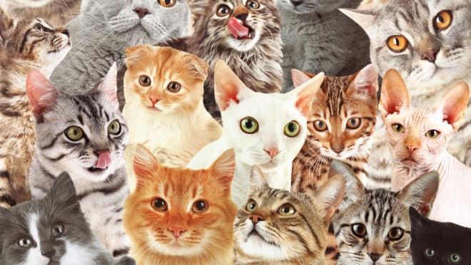 Зоозащитники Ижевска волнуются за судьбу 50 «домашних» кошек