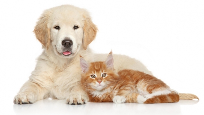 В пригороде Йошкар-Олы будут бесплатно вакцинировать собак и кошек
