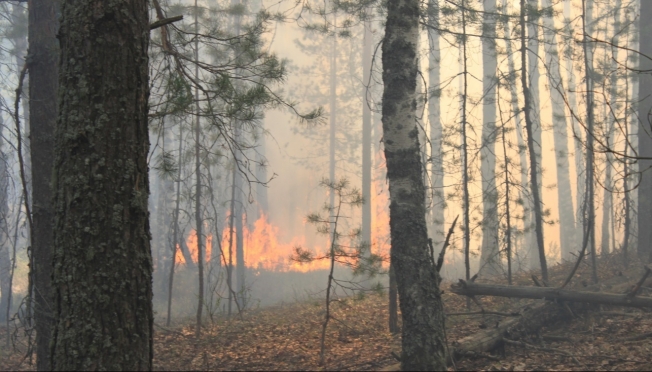 В лесах Марий Эл сохраняется высокая пожароопасность