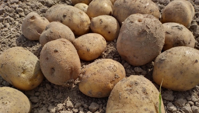 В Марий Эл картофелем засажено 226 га или 9% от плана
