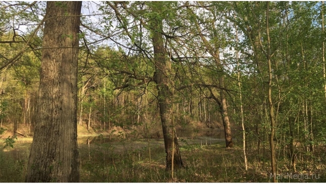 В Марий Эл вводят ограничения на посещение лесов