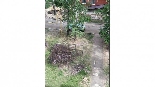 Во дворе дома по улице Анциферова, 21 спилили старые берёзы, чем остались недовольны жители