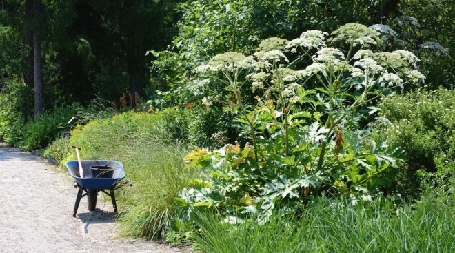 Бумагу и сахар в России предлагают производить из борщевика