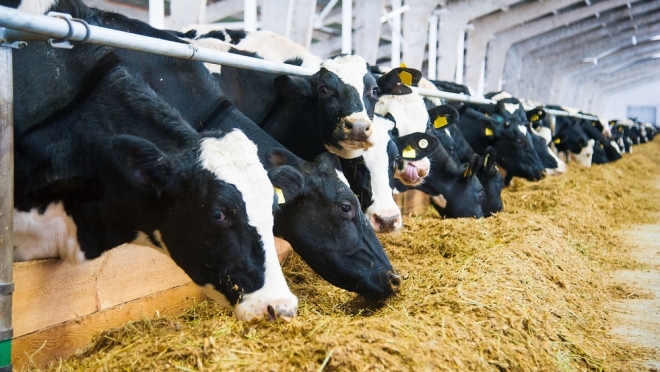 В Марий Эл привезли 60 коров из Ярославской области без ветеринарных  документов