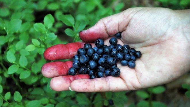Двое жителей Марий Эл заразились мышиной лихорадкой при сборе ягод