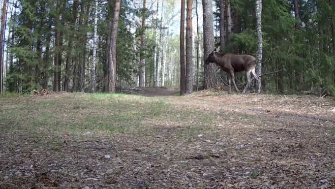 В заповеднике Марий Эл живут лесные «боксёры»