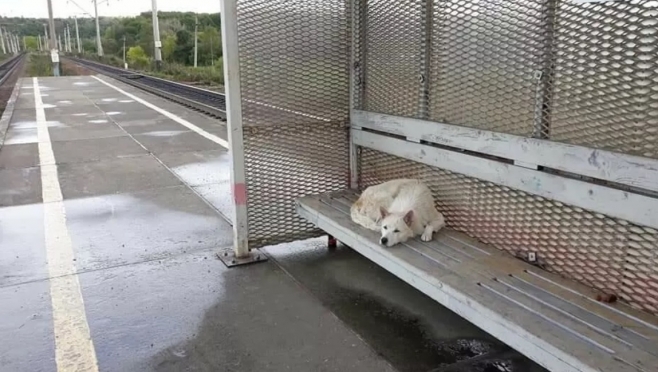 «Русский Хатико» нашёл новый дом