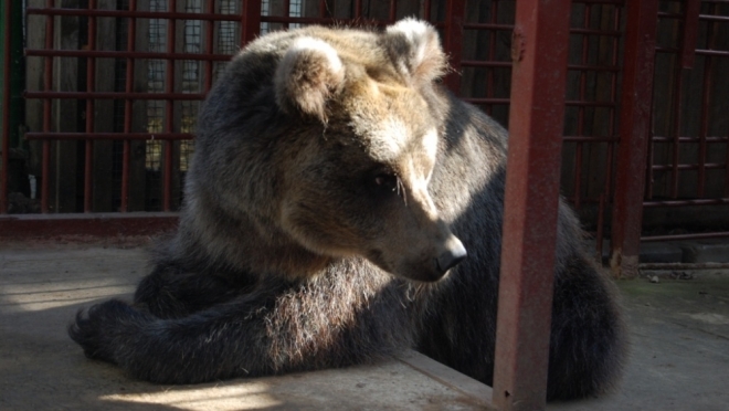 В медведевском мини-зоопарке проснулась медведица Дуся