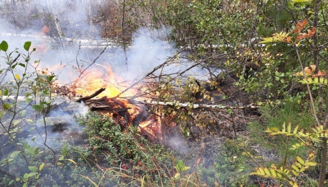 В Звениговском лесничестве по вине людей вчера произошёл лесной пожар