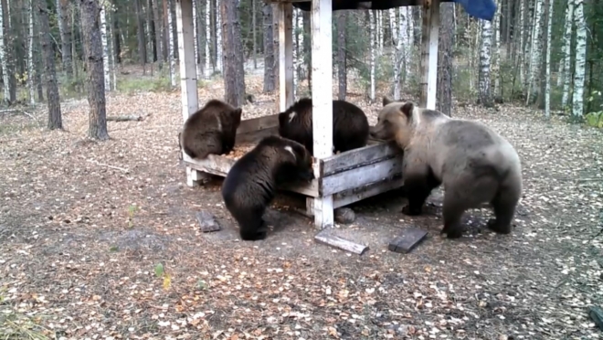 Медвежий угол в Марий Эл расположен сразу в двух районах