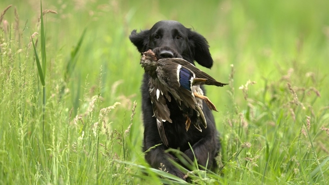 Минприроды Марий Эл призывает охотников фотографировать свою добычу