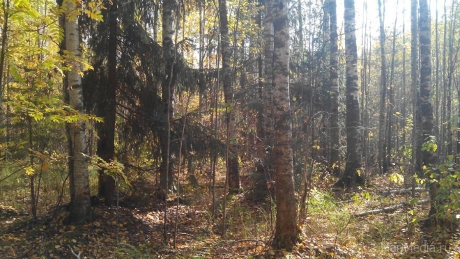 В Марий Эл спасатели вывели 57-летнего мужчину из леса