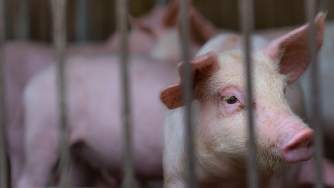 В двух районах Марий Эл вновь выявлена африканская чума свиней